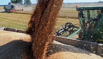 Zona núcleo: habrá un millón de toneladas más de trigo