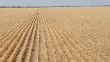 La lluvia llegó tarde para el trigo: rinde promedio de 8,5 qq/ha y lotes que van para animales o que se barbechan