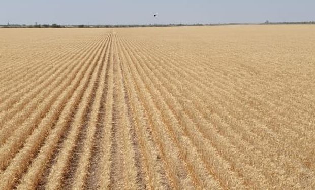 La lluvia llegó tarde para el trigo: rinde promedio de 8,5 qq/ha y lotes que van para animales o que se barbechan