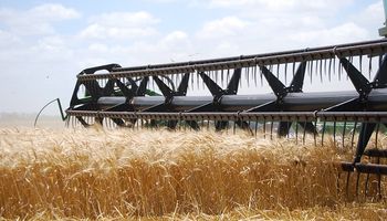 Hasta ahora, promedio de 8,2 qq/Ha para el trigo: "Si bien con las lluvias mejoró el aspecto, no se verán incrementados los rindes"