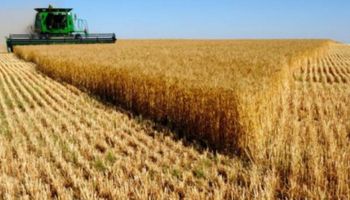 Trigo: qué indican las primeras expectativas de rinde