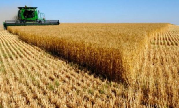 Trigo: las condiciones climáticas permitieron mejorar en parte la condición de humedad en el norte del país.
