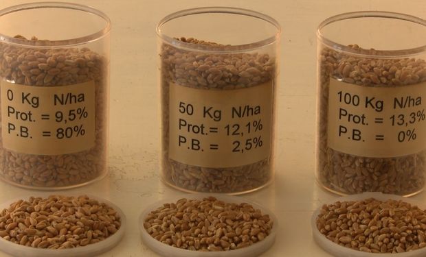 Datos del informe final realizado por el Laboratorio de Calidad Industrial y valor agregado de cereales y oleaginosas del INTA Marcos Juárez.