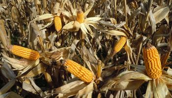 Rindes de indiferencia son inviables para el maíz convencional