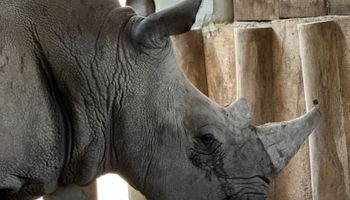 Rinoceronte chega ao Brasil e mobiliza equipe do Mapa