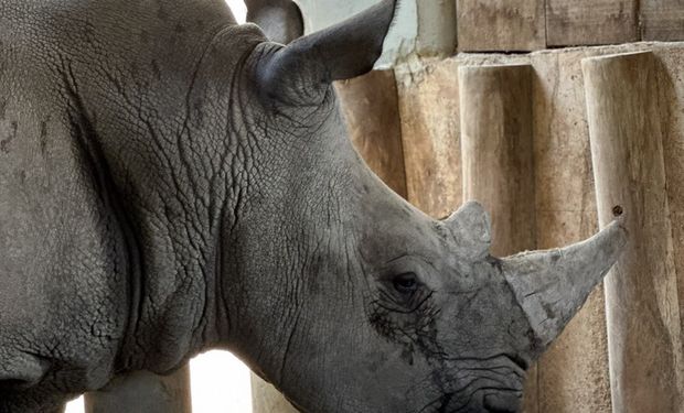 Rinoceronte chega ao Brasil e mobiliza equipe do Mapa