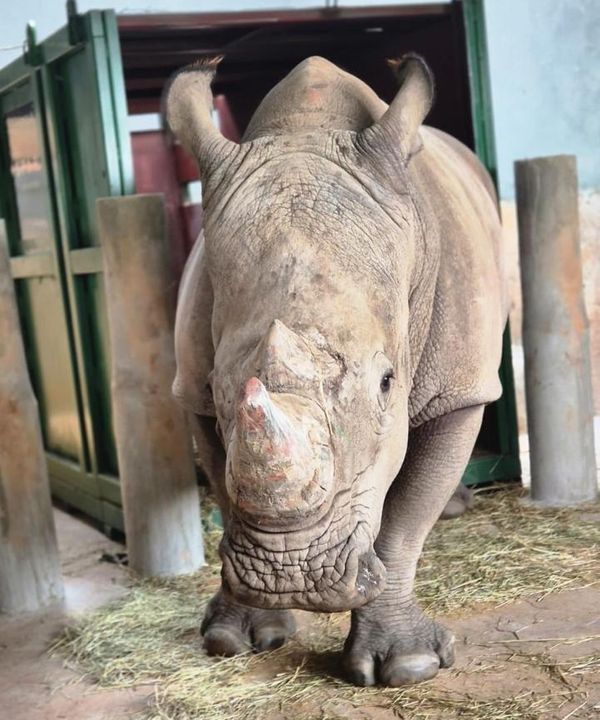 rinoceronte-chegada-mapa-viracopos