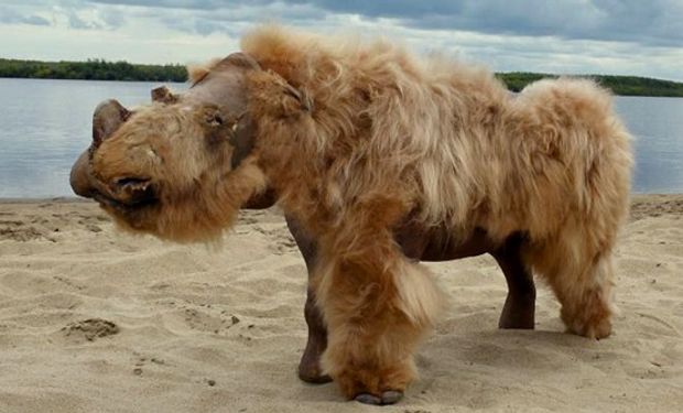 Encuentran en Siberia un rinoceronte lanudo congelado hace 20.000 años