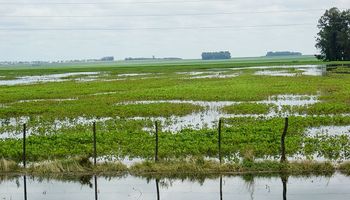Río Negro: declaran emergencia agropecuaria por inundaciones