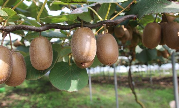 Entre Ríos realizó la primera cosecha de kiwis