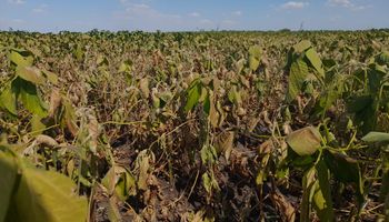 Recortan las estimaciones para el maíz y la soja por el impacto de la sequía