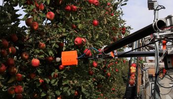 Robô australiano está pronto para substituir colheita manual de frutas
