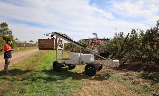 Os engenheiros construíram uma rede neural gigante, introduzindo milhares de imagens de maçãs, para ensinar o robô a identificar a fruta. (foto - divulgação)