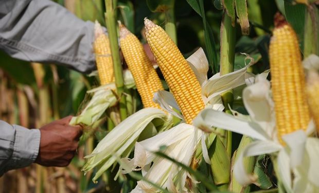 Rizobacter pagará por el uso responsable de fertilizantes: cómo acceder al beneficio