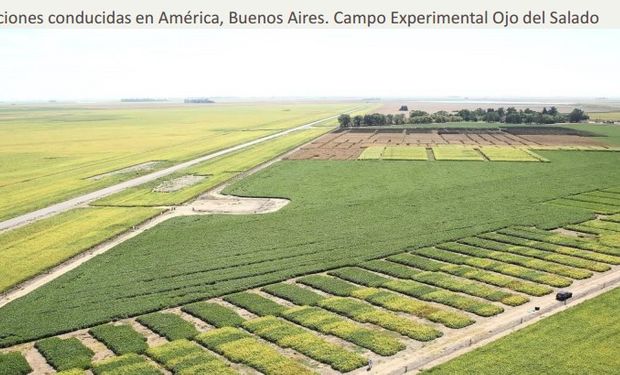 Los ensayos se llevaron a cabo en un Campo Experimental en América, provincia de Buenos Aires.