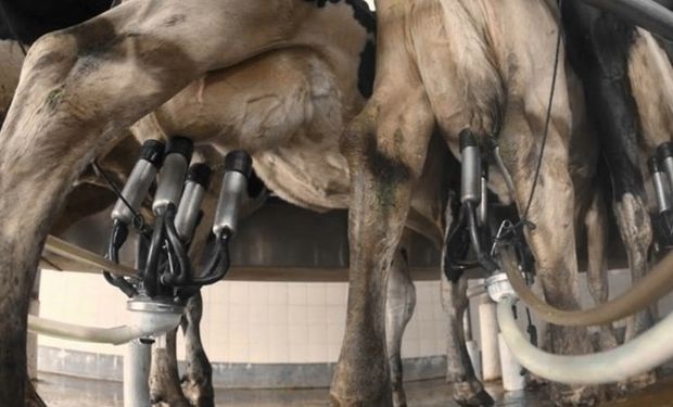 En la Argentina, el establecimiento lechero promedio tiene entre 175 y 180 vacas.