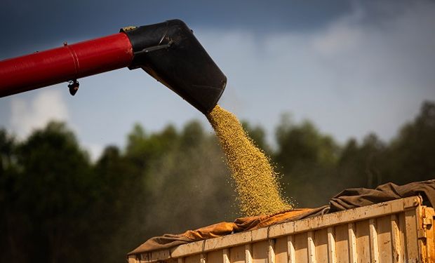 Soja y maíz, estables en el mercado local: en Chicago los precios se ven impulsados por la sequía