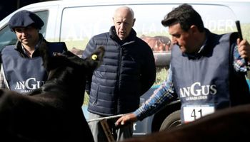 Roberto Lavagna, de ministro a ganadero: por primera vez, llevó cinco animales a la Expo Rural