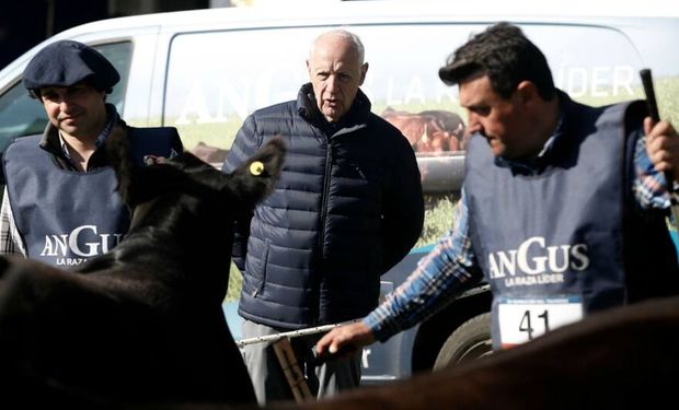 Roberto Lavagna, de ministro a ganadero: por primera vez, llevó cinco animales a la Expo Rural
