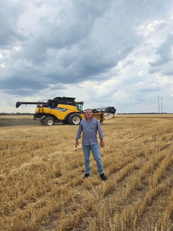 primer lote de trigo