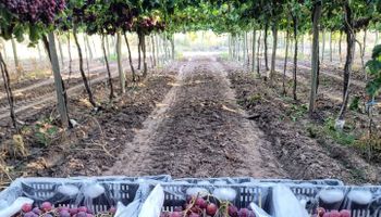 Empaque de frutas a campo: Senasa incorpora cambios para potenciar a las economías regionales