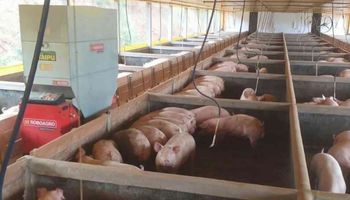 IA chega às granjas: robô alimentador melhora desempenho e reduz trabalho