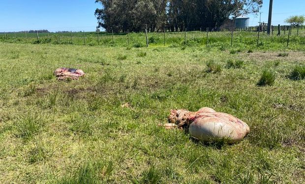 Robo de grupo comando en un campo: faenaron animales y sustrajeron equipos del establecimiento