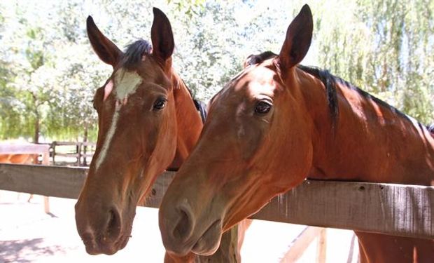 Buscan frenar el robo de caballos en la provincia.