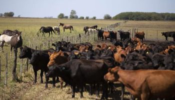 Robo de ganado: se recuperaron casi mil animales de los campos de Alperovich