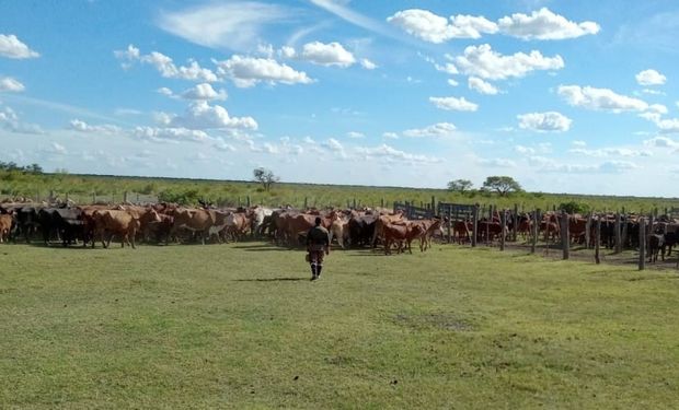 Robo del siglo: detuvieron a otras 3 personas y ya casi son 400 los animales recuperados