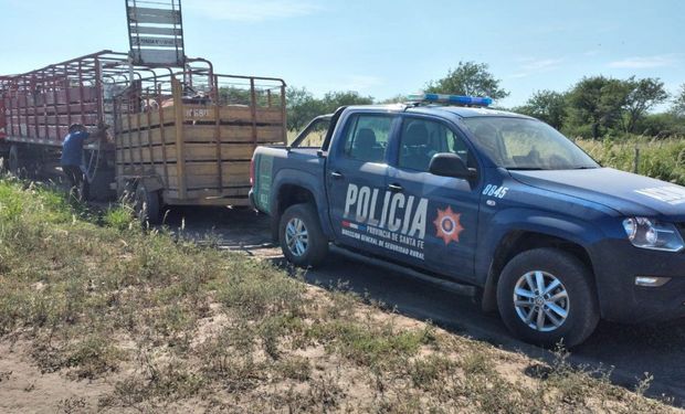 Robo de ganado: encontraron 78 animales en el campo del vecino