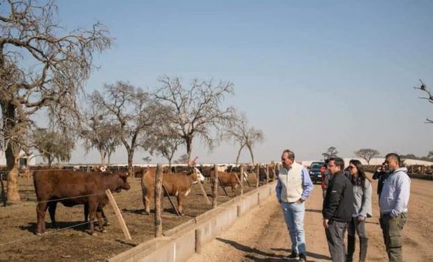 Robo del siglo ganadero: hasta ahora, se recuperaron 310 de los 3.530 animales desaparecidos