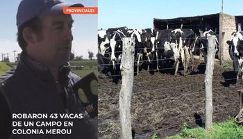 A un tambero le robaron 43 vacas y explotó de bronca: "Se te cagan de risa, los chorros acá tienen via libre"