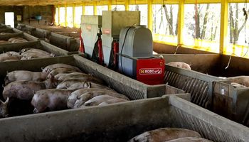 Empresa brasileira oferece robô alimentador de suínos “de graça”