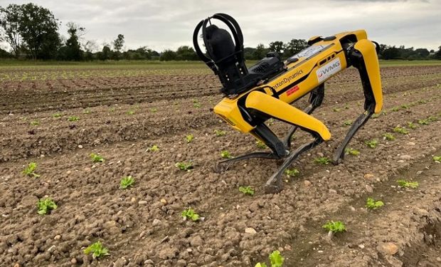 Los perro robots para el campo ya se ven en Brasil: qué funciones cumplen