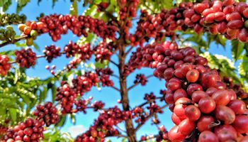 Cotação do café robusta renova máxima histórica