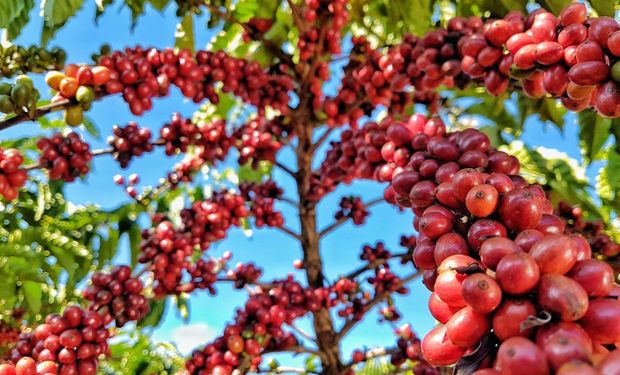 Cotação do café robusta renova máxima histórica