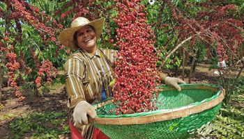 Cotação do café robusta supera a do arábica pela primeira vez na história