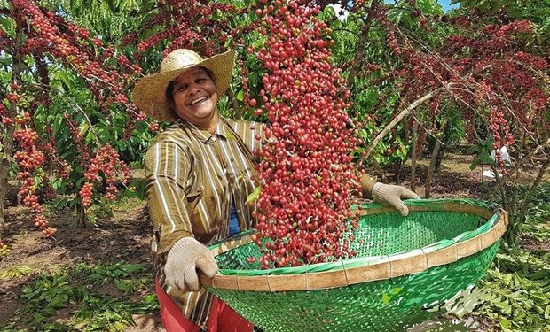 Cotação do café robusta supera a do arábica pela primeira vez na história