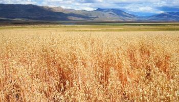 Histórico: así fue la primera cosecha de trigo en El Calafate