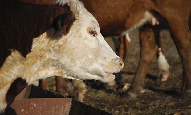 Por falta de bienestar animal, se pierden 13 mil toneladas de carne.