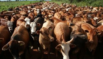 En un año el rodeo bovino de Buenos Aires aumentó en 800 mil cabezas