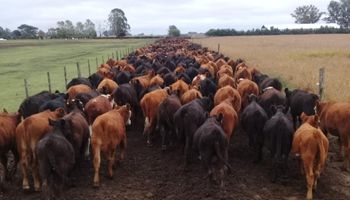 El día que marcaría un antes y un después para el campo: "Una de las fechas más importantes para la ganadería argentina en los últimos 20 años"