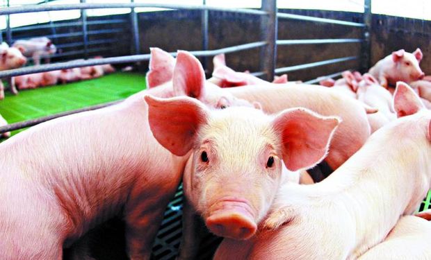 Destacan ventajas estrategicas para producir carne de cerdo en argentina