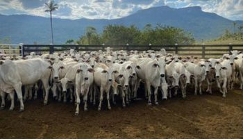 Pragas atingem pasto e matam mais de 7 mil animais em Roraima