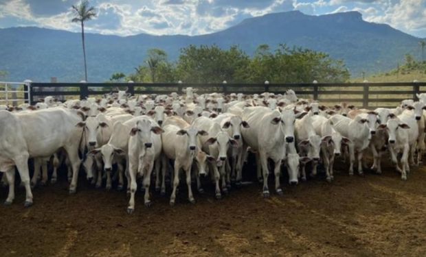 Pragas atingem pasto e matam mais de 7 mil animais em Roraima