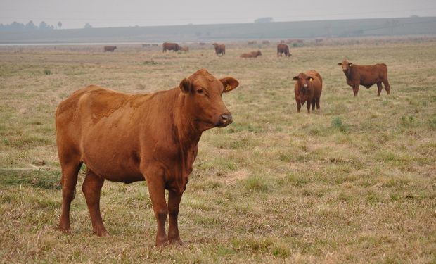 Carnes del Brasil.