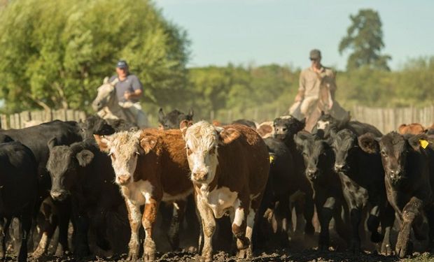 La zafra de terneros se adelantó, pero todavía hay animales: subastan 17.000 cabezas con gran genética