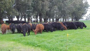 Carne vacuna: noviembre dejó precios con subas muy superiores a la inflación