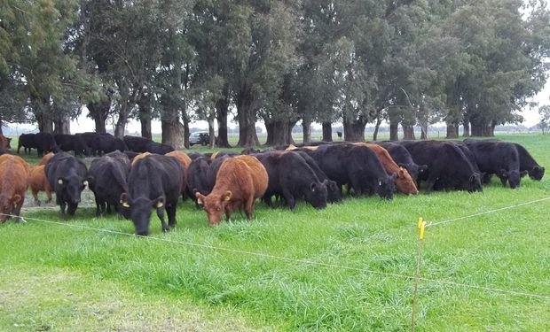 Carne vacuna: noviembre dejó precios con subas muy superiores a la inflación